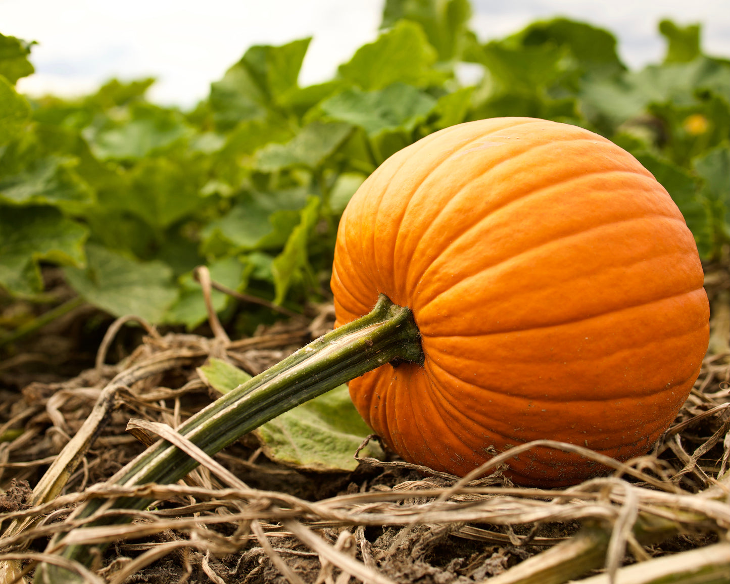 50 SPOOKIE PUMPKIN aka Deep Sugar Pie Pumpkin Cucurbita Pepo Vegetable Seeds