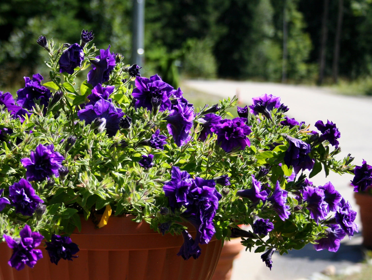 20 DOUBLE MIX PETUNIA Floribunda Red Pink Purple Flower Seeds