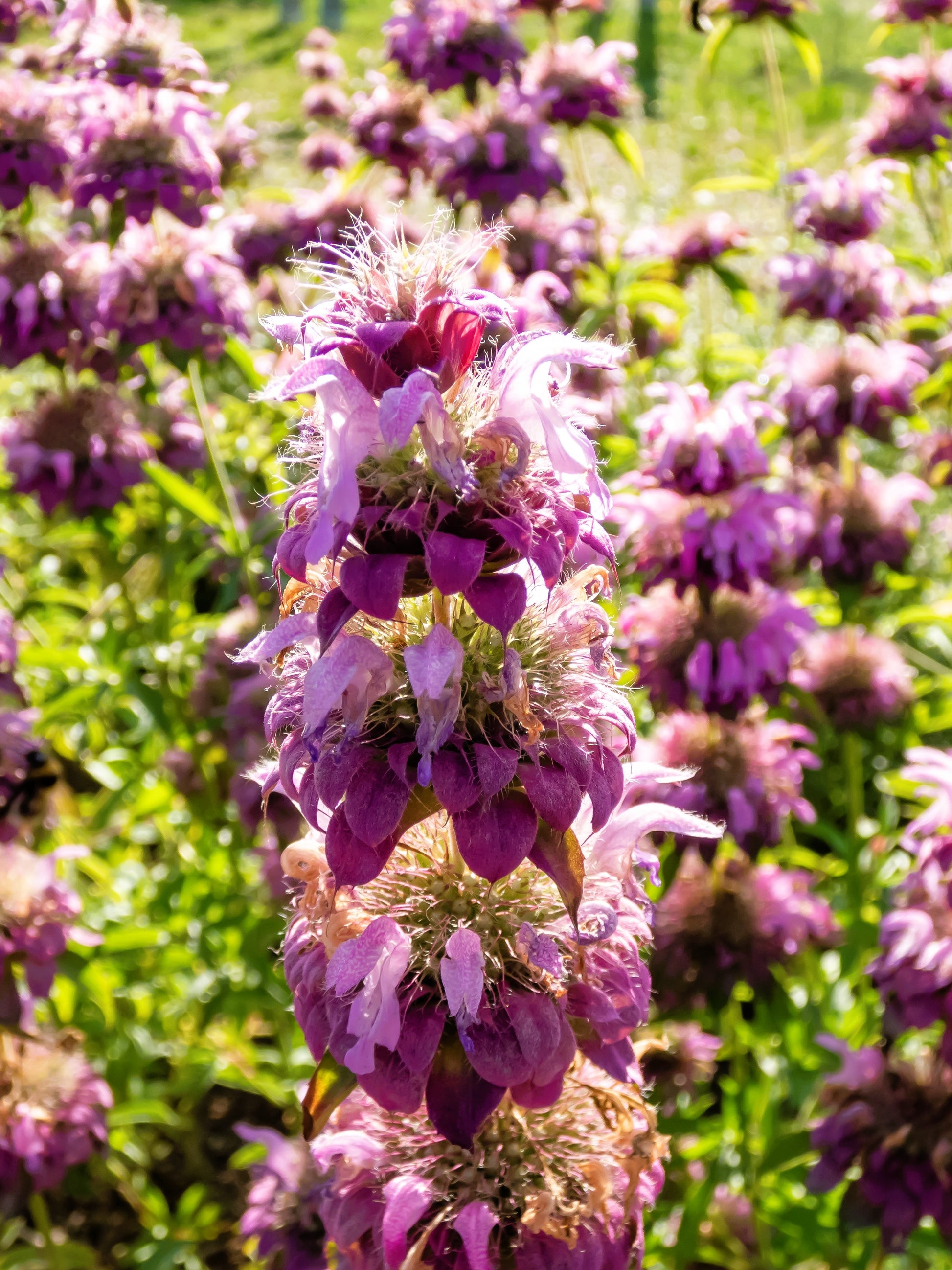 bee balm seeds from flower 2000 BEE BALM Lemon MINT Monarda Citriodora Herb Purple Flower Seeds – Seedville USA