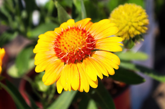 100 YELLOW GAILLARDIA (Blanket Flower / Indian Blanket) Gaillardia Aristata Flower Seeds