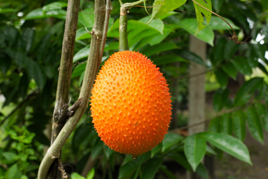 2 GAC FRUIT Gac Melon Vine Momordica Cochinchinensis Seeds