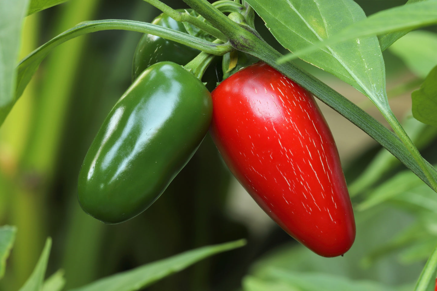 400 EARLY JALAPENO PEPPER Green Medium Hot Capsicum Annuum Mexican Chili Vegetable Seeds