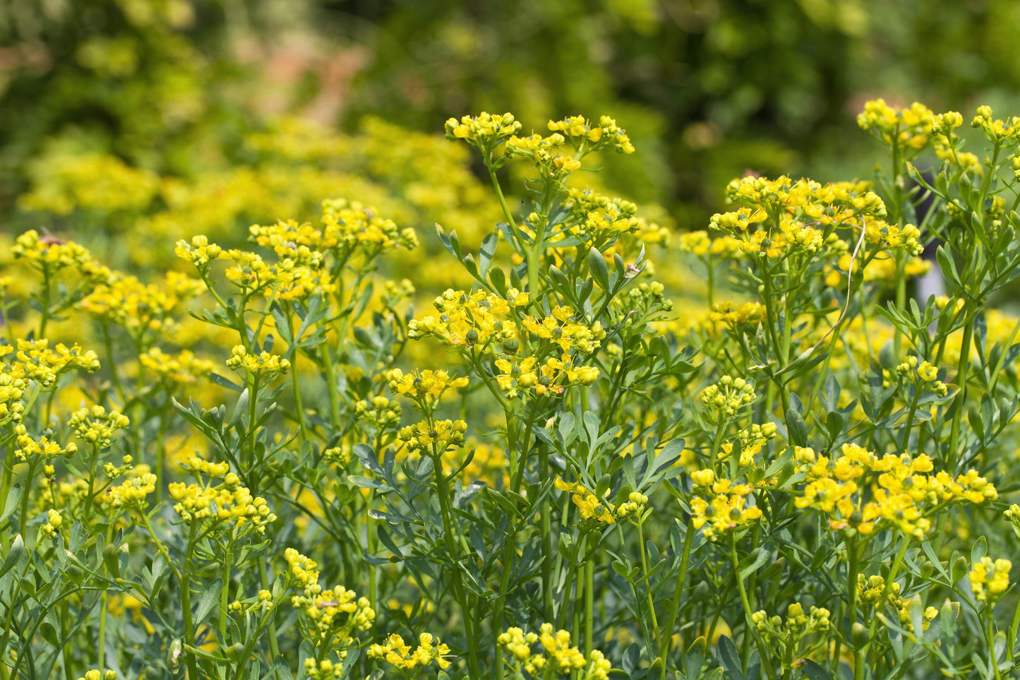 50 YELLOW RUE Herb of Grace Common Ruta Graveolens Fragrant Evergreen Flower Seeds