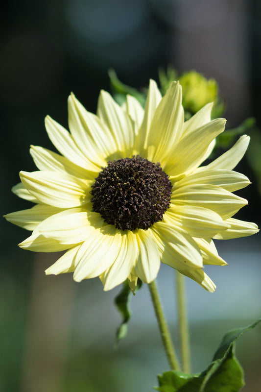 25 ITALIAN WHITE SUNFLOWER Helianthus Debilis Flower Seeds