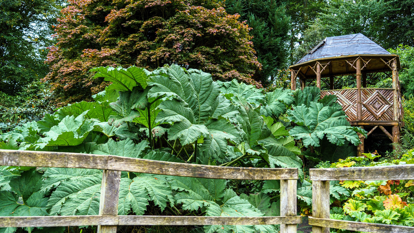 10 GUNNERA MANICATA 6' Leaves! Giant Rhubarb Dinosaur Plant Moist Shade Red Flower Seeds