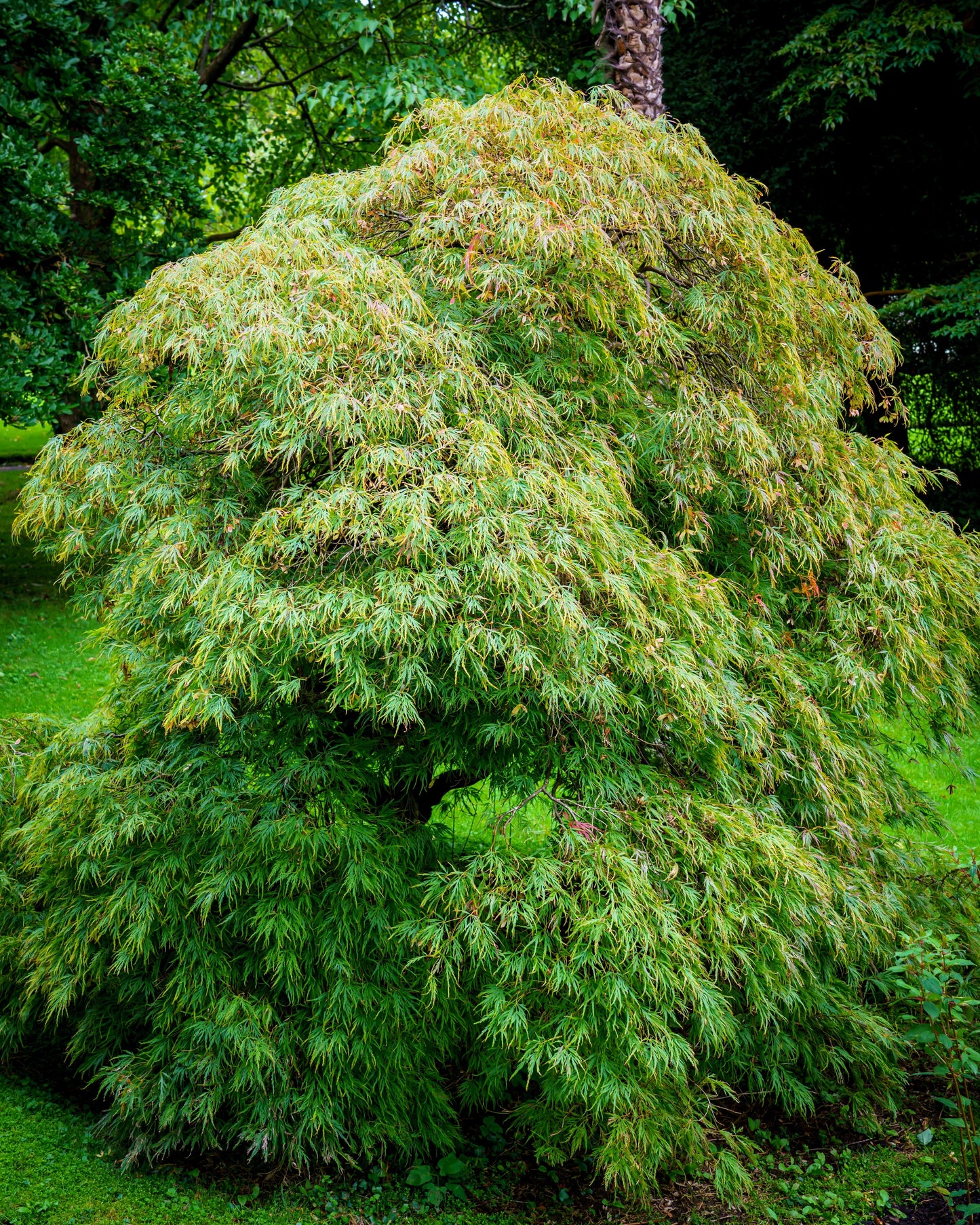 10 WEEPING LACELEAF MAPLE Japanese Acer Palmatum Dissectum Green Yellow Red Tree Seeds