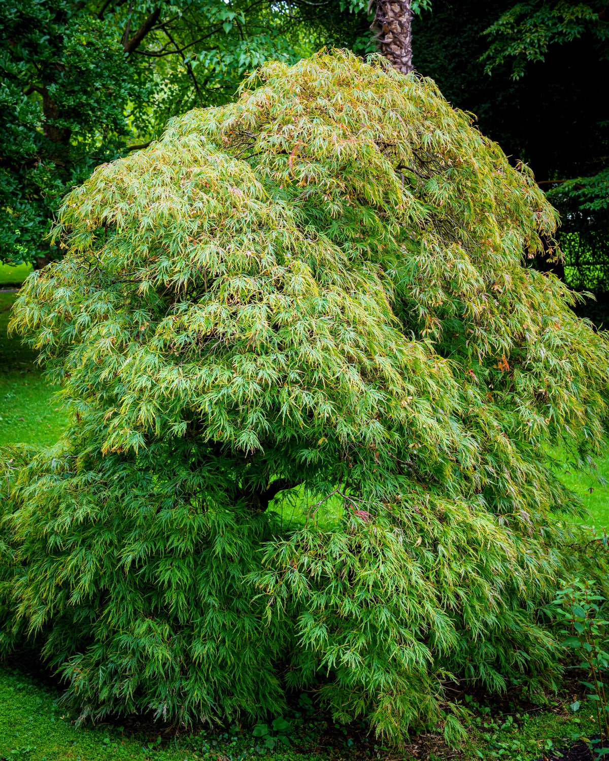 10 WEEPING LACELEAF MAPLE Japanese Acer Palmatum Dissectum Green Yello ...