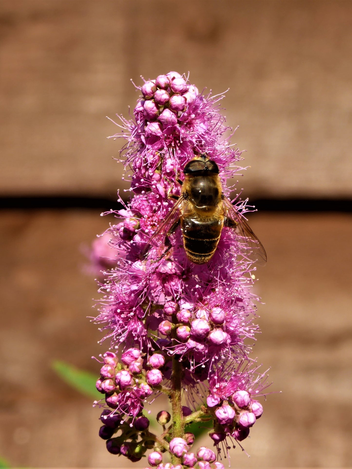 50 Pink STEEPLEBUSH Hardhack Meadow Sweet Spirea Spiraea Tomentosa Shrub Flower Seeds