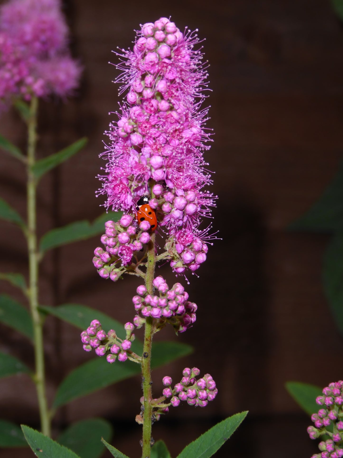 50 Pink STEEPLEBUSH Hardhack Meadow Sweet Spirea Spiraea Tomentosa Shrub Flower Seeds