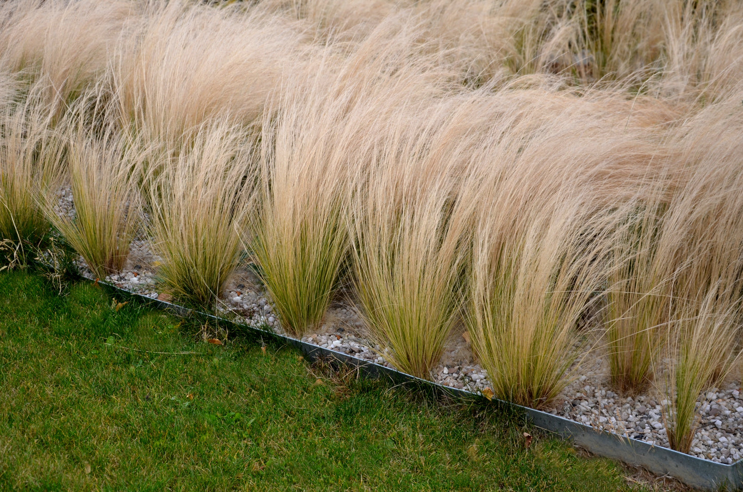 25 MEXICAN FEATHER GRASS Pony Tails Ornamental Stipa Tenuissima Nassella Seeds Wind Whisp