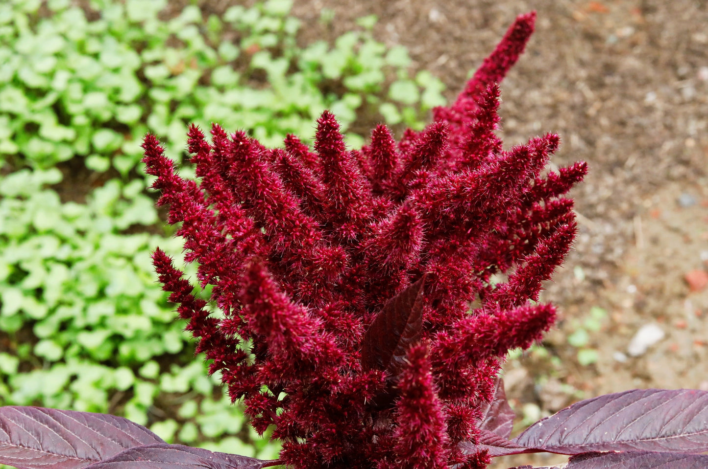 200 AMARANTHUS MOLTEN FIRE Amaranthus Gangeticus Flower Seeds