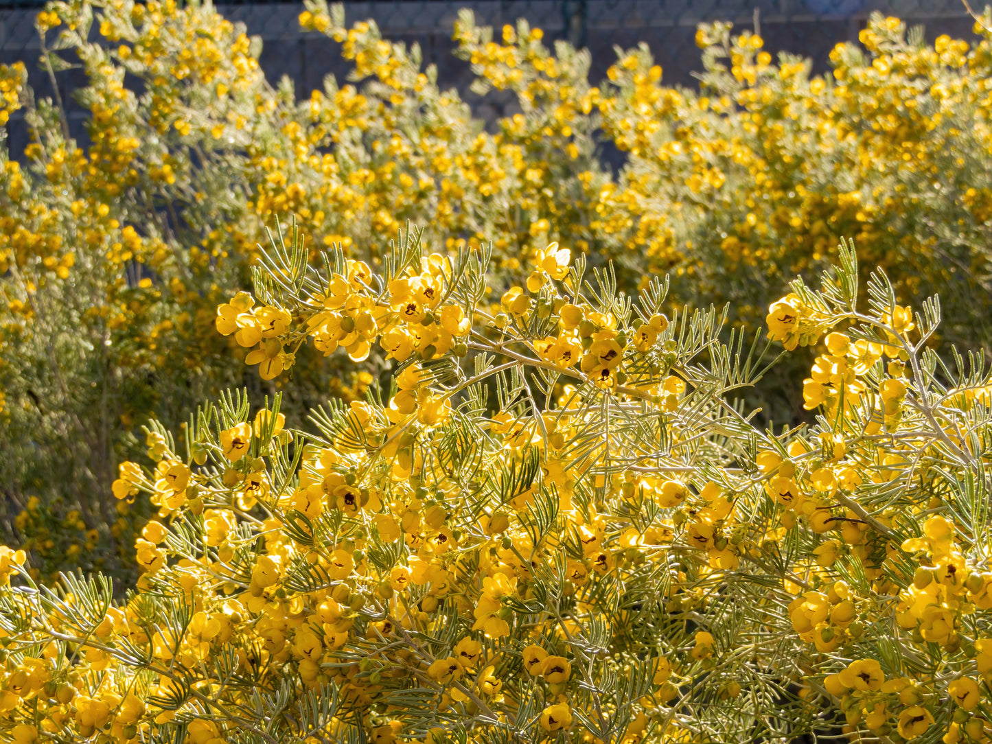 50 Yellow FEATHERY CASSIA Green Senna Artemisioides Seeds