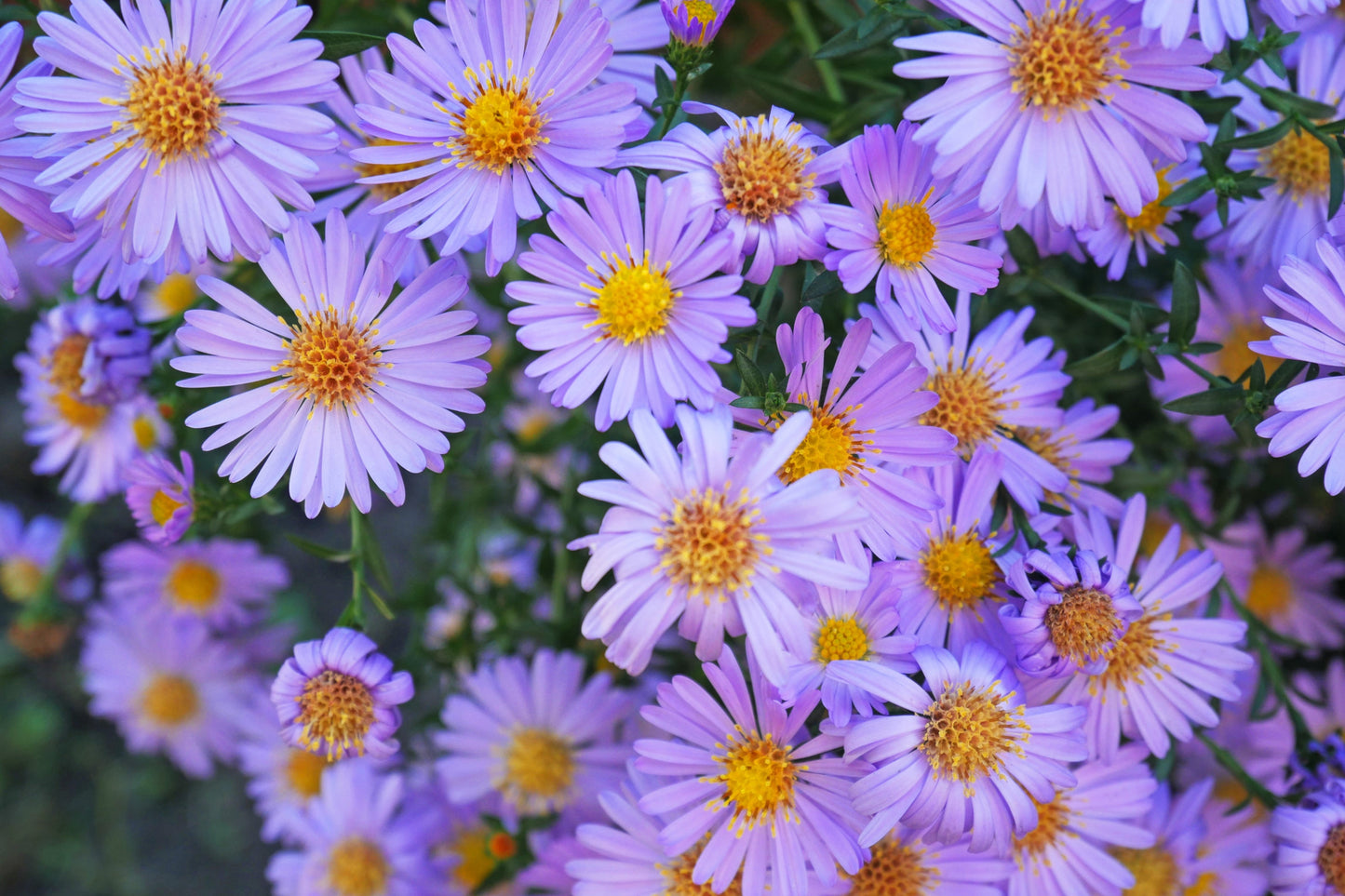 50 Blue RICE BUTTON ASTER Dumosus Flower Seeds