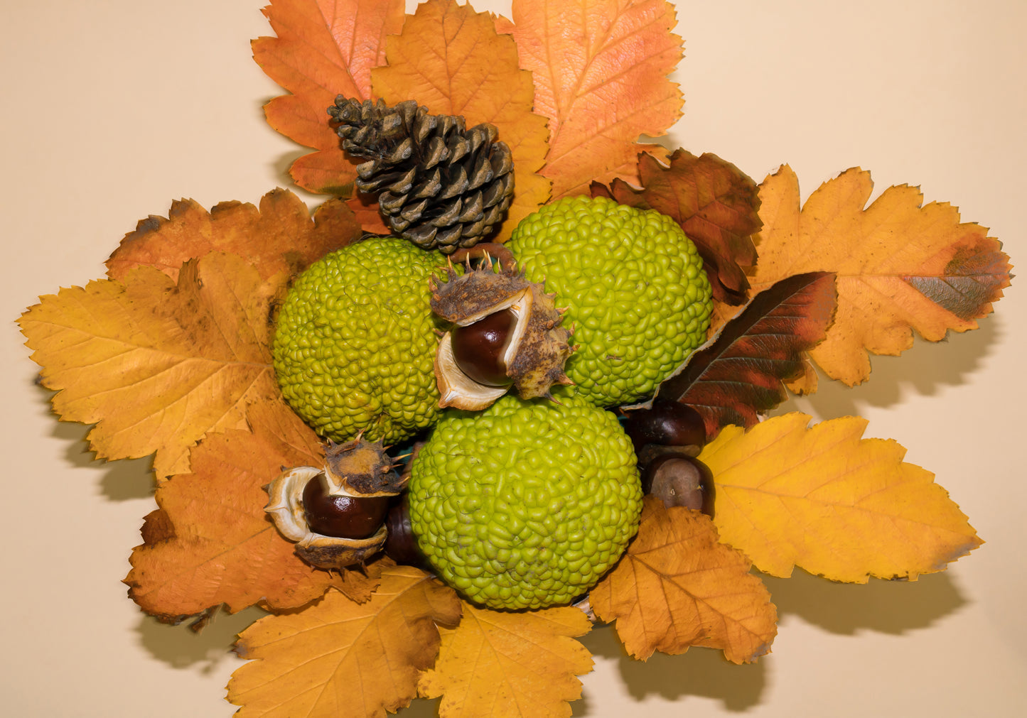 10 HEDGE APPLE Osage Orange Horse Apple Monkey Ball Maclura Pomifera Tree Seeds