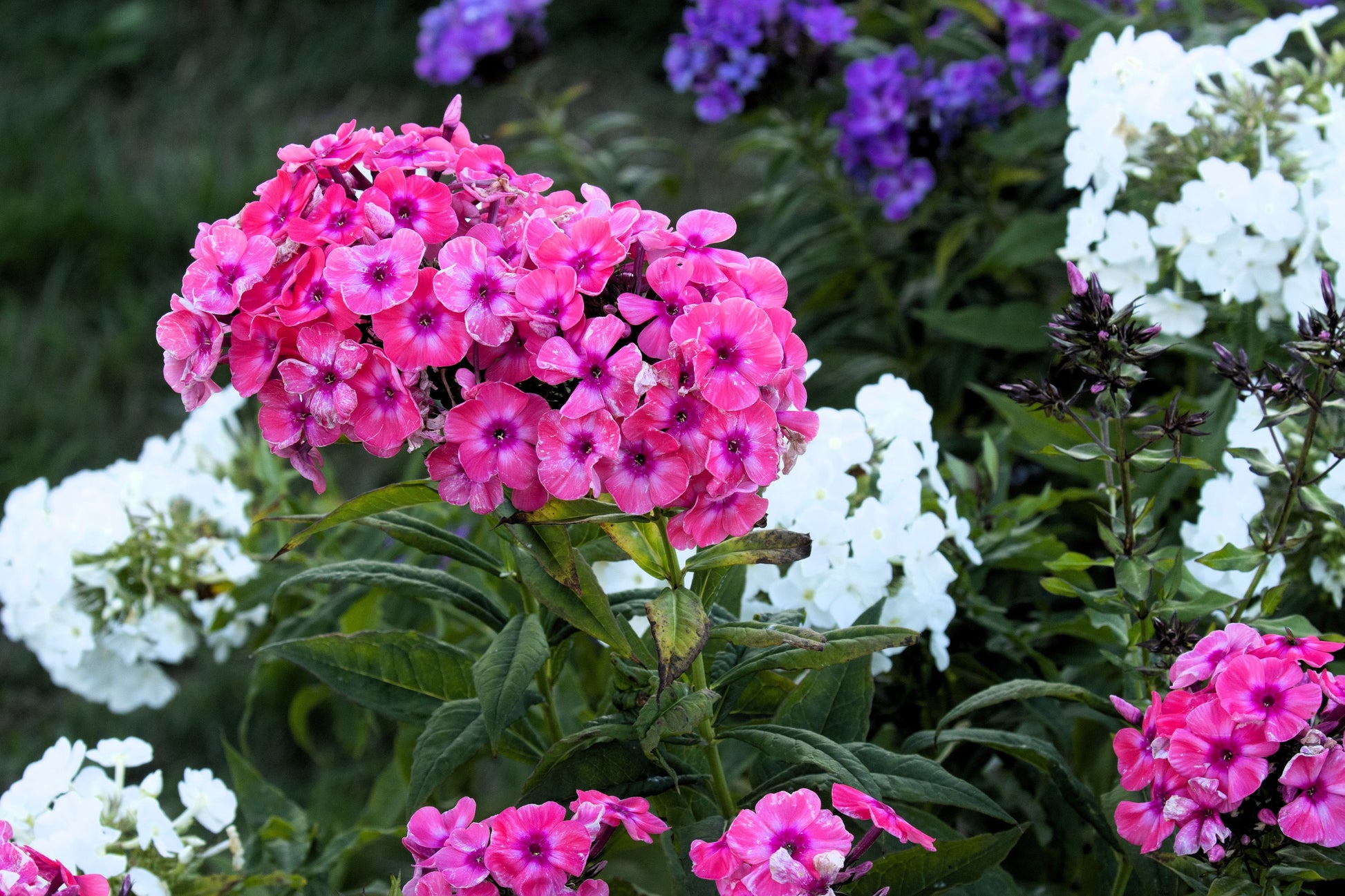 garden phlox seeds 100 BRILLIANT PHLOX Drummondii Two Tone Pink Flower Seeds – Seedville USA