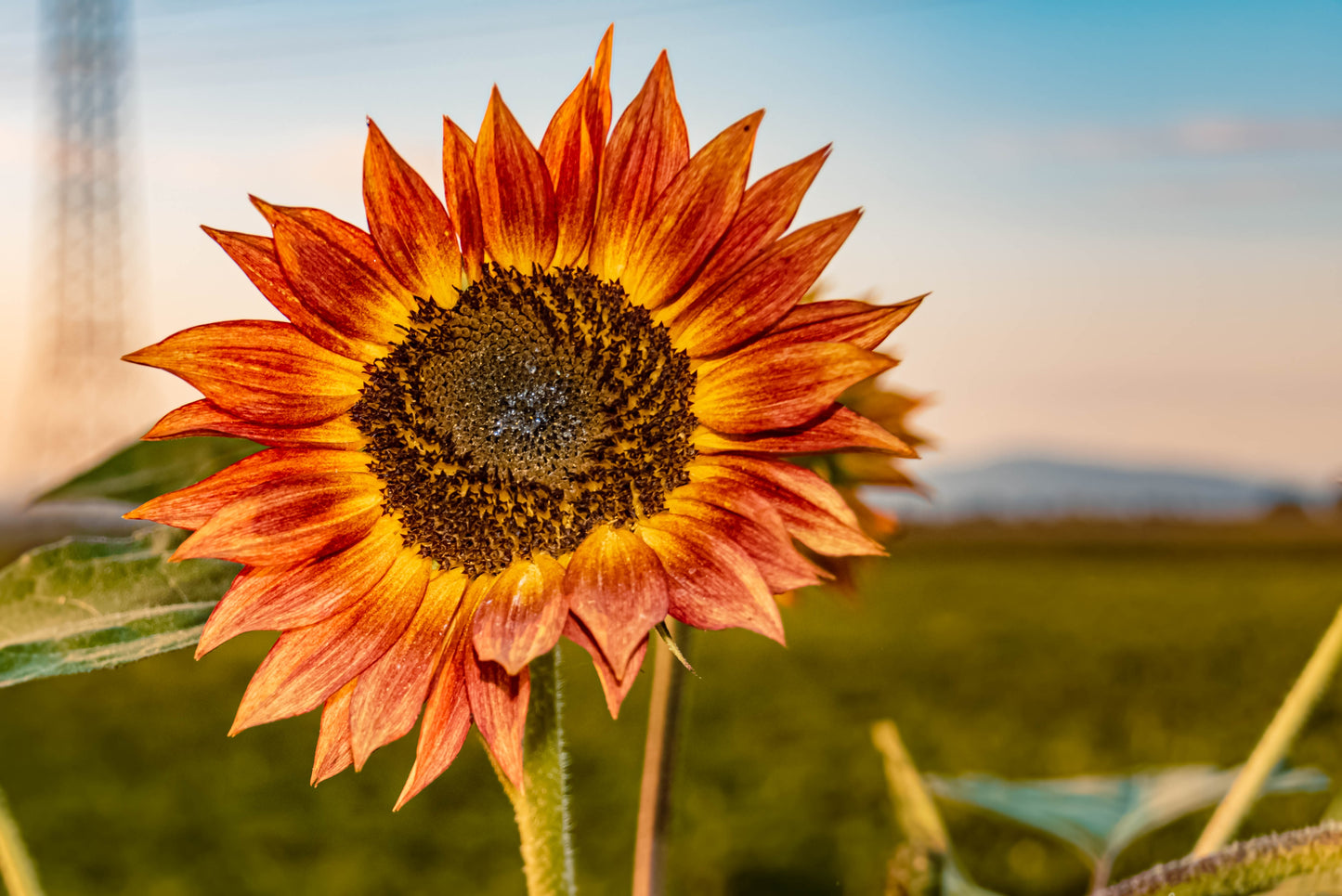 100 Mixed EVENING COLORS SUNFLOWER Helianthus Annuus Orange Red Gold Flower Seeds
