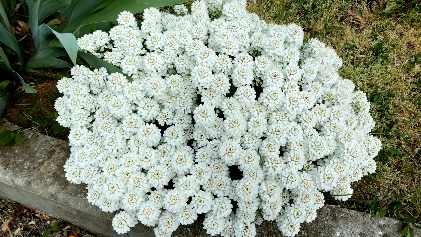 1000 WHITE EMPRESS CANDYTUFT Iberis Amara Groundcover Flower Seeds