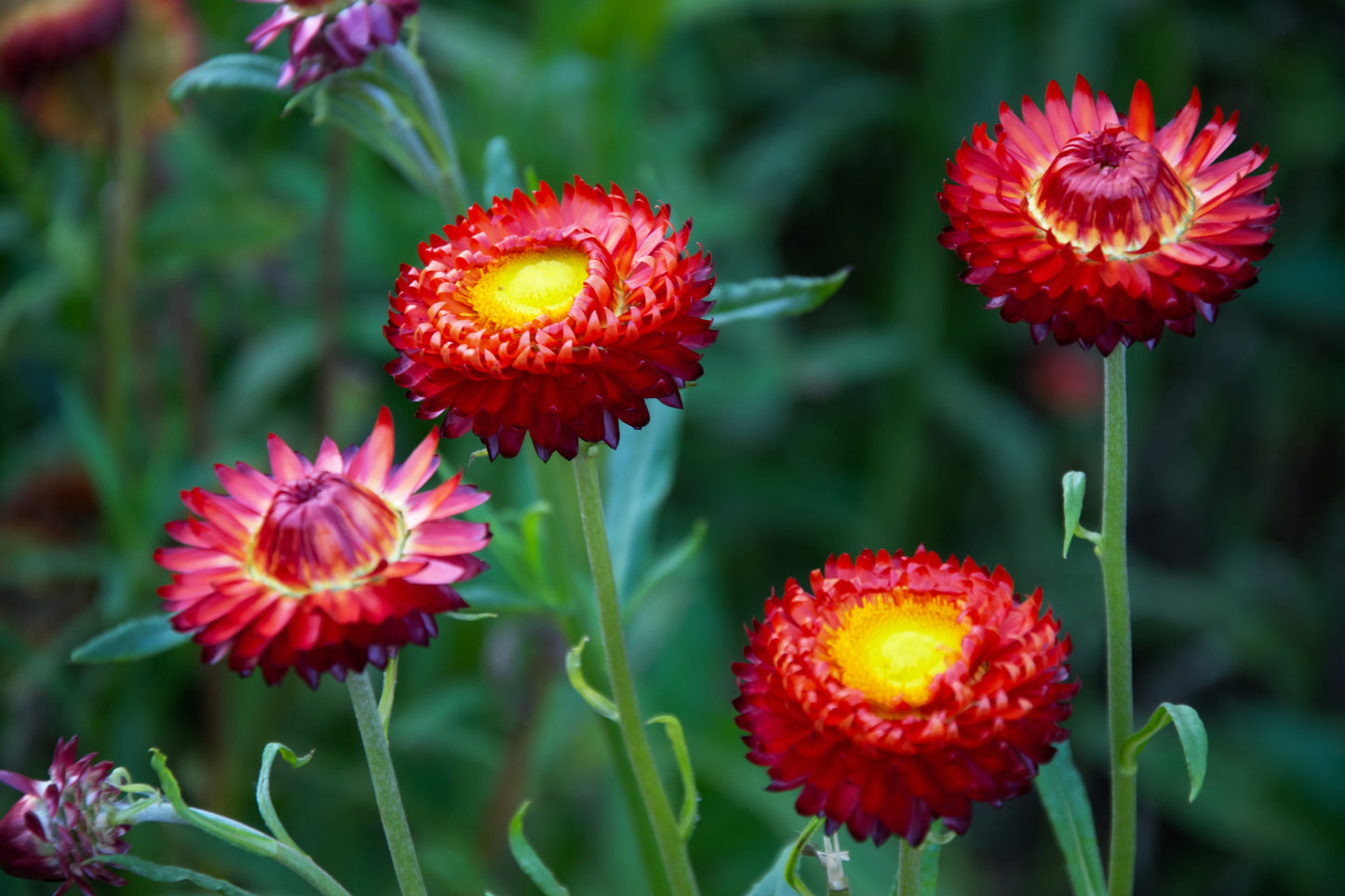 100 Red FIRE BALL STRAWFLOWER Helichrysum Monstrosum Flower Seeds