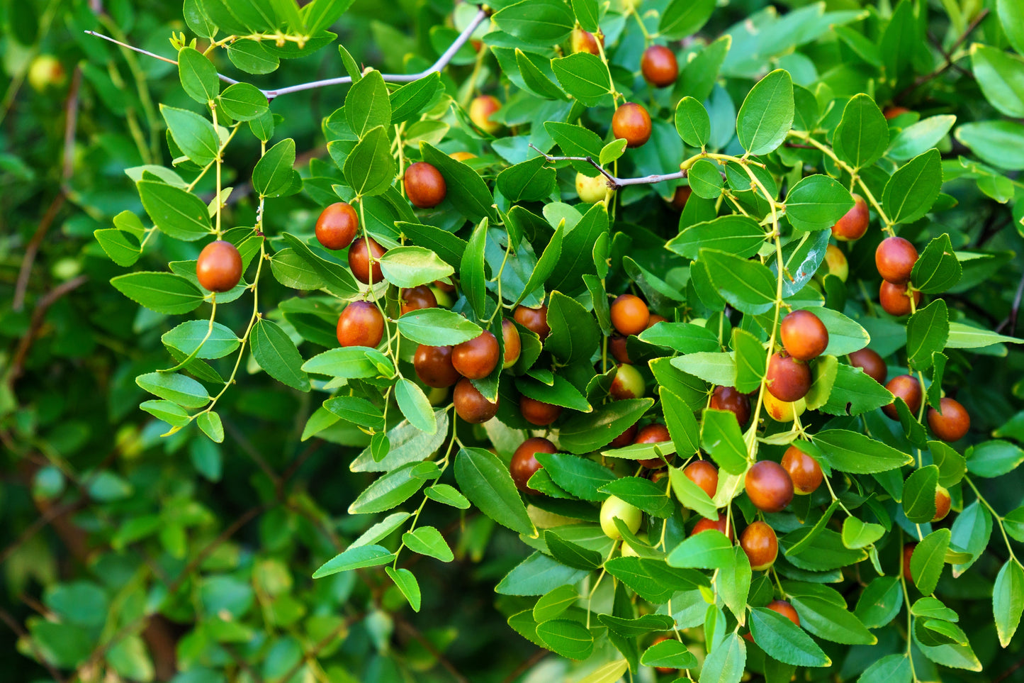 20 ASIAN DATE Jujube Ziziphus Spinosa Common Chinese Tsao Red Fruit Tree Seeds