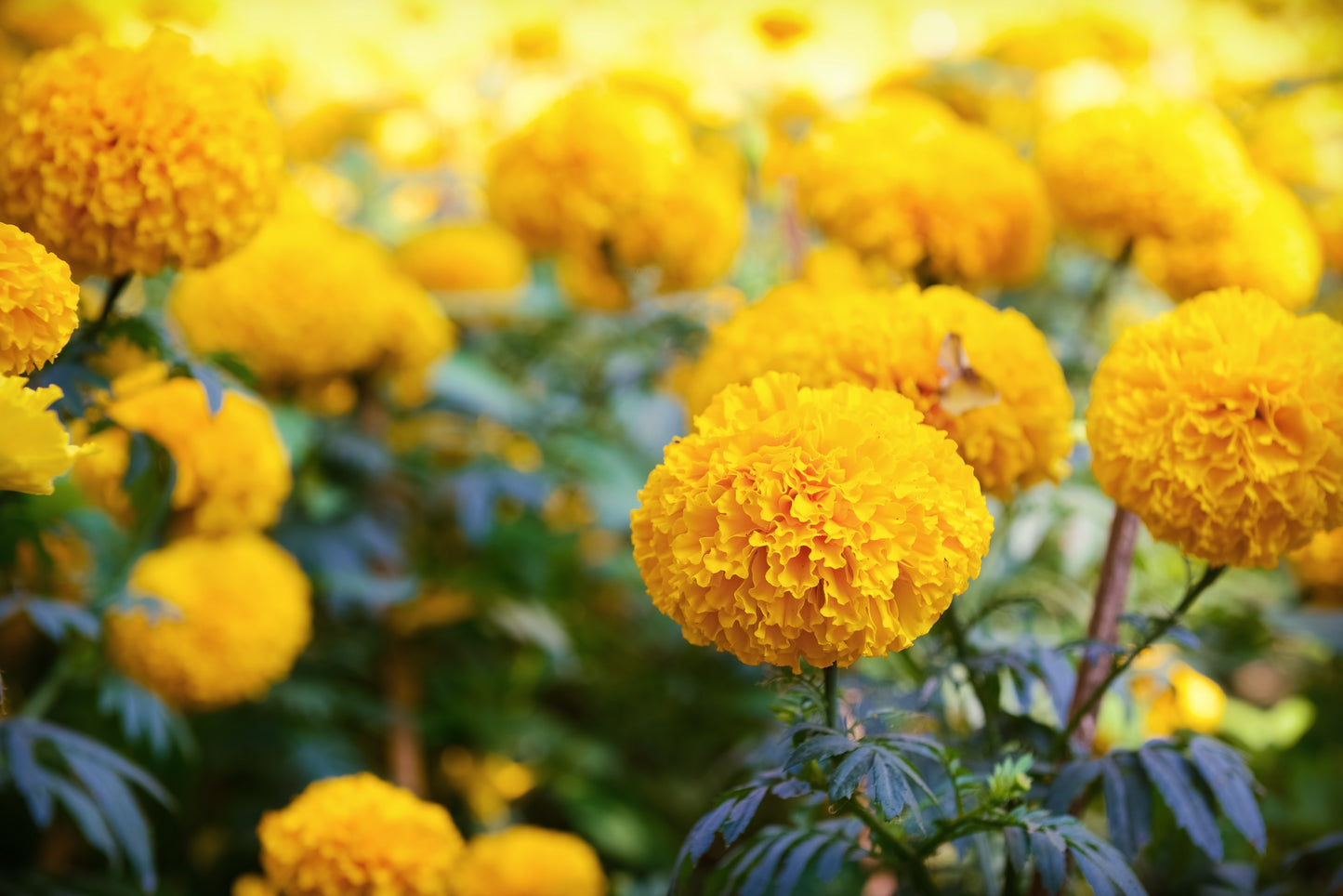 250 AFRICAN MARIGOLD CRACKERJACK Mixed Color Tagetes Erecta Flower Seeds