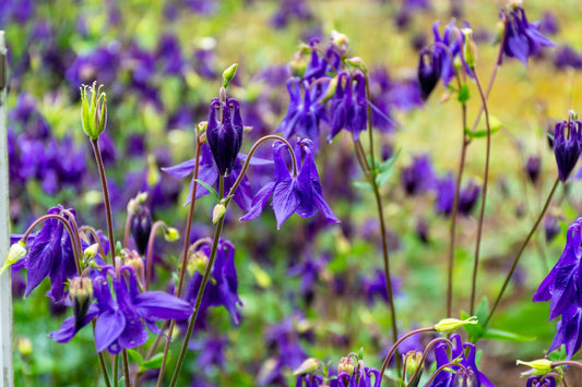 100 PURPLE COLUMBINE Aquilegia Vulgaris Flower Seeds