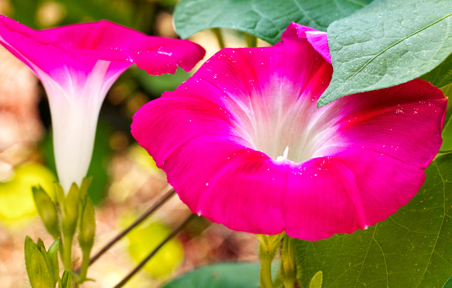 50 SCARLET O'Hara MORNING GLORY Red Ipomoea Nil Flower Vine Seeds