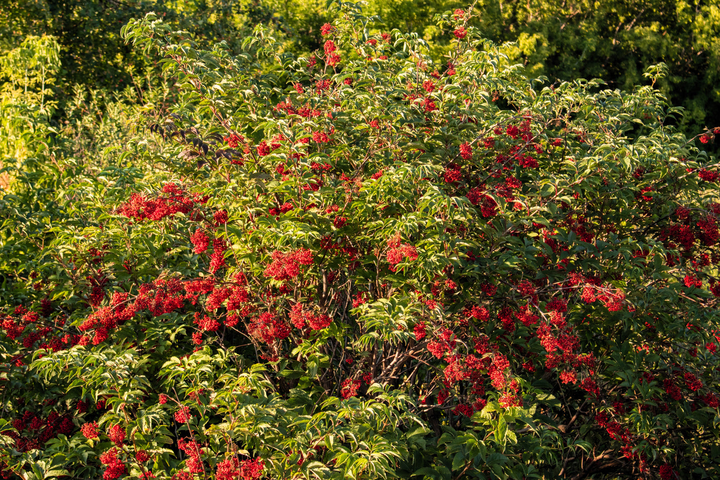 100 RED ELDERBERRY Sambucus Racemosa Scarlet Mountain Elder Bunchberry Tree Shrub Fruit Berry Seeds