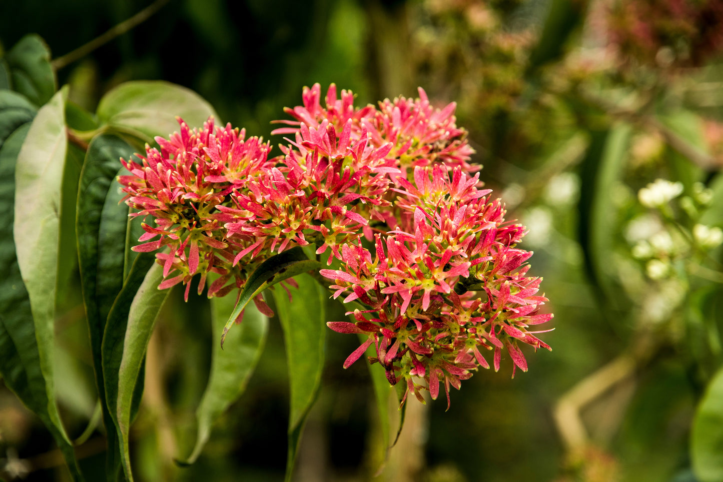 20 SEVEN SON Shrub Tree Heptacodium Miconioides White Red Flower Seeds