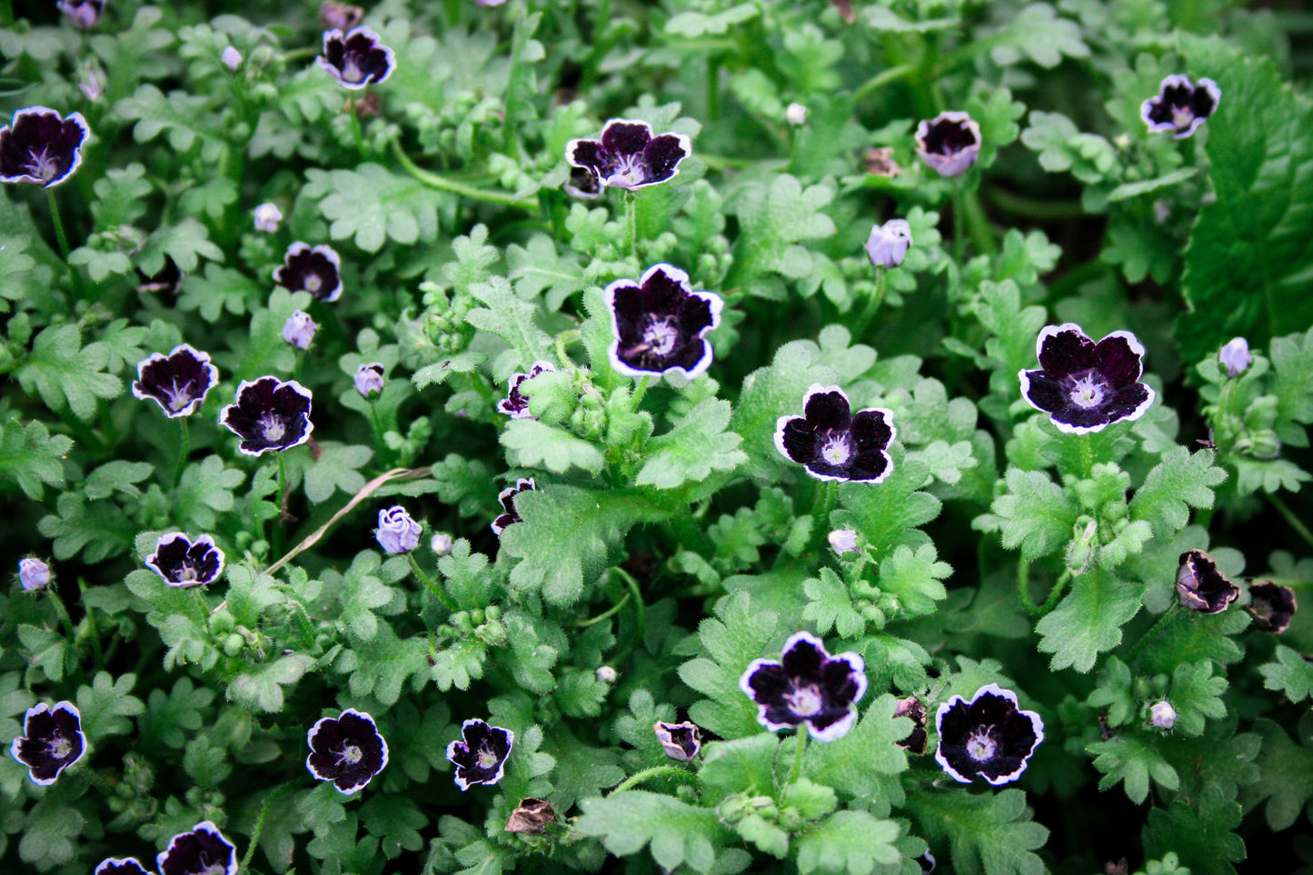 50 PENNIE BLACK - NEMOPHILA Discoidalis Penny White Flower Seeds