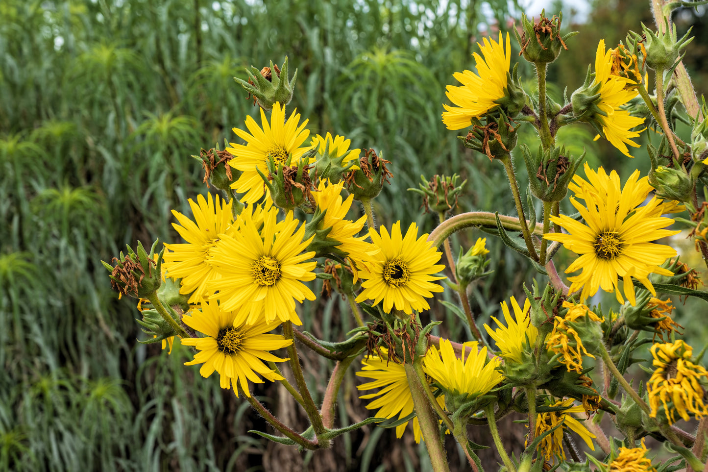 10 Yellow COMPASS PLANT Silphium Laciniatum Prairie Compassplant 4" Flower Seeds
