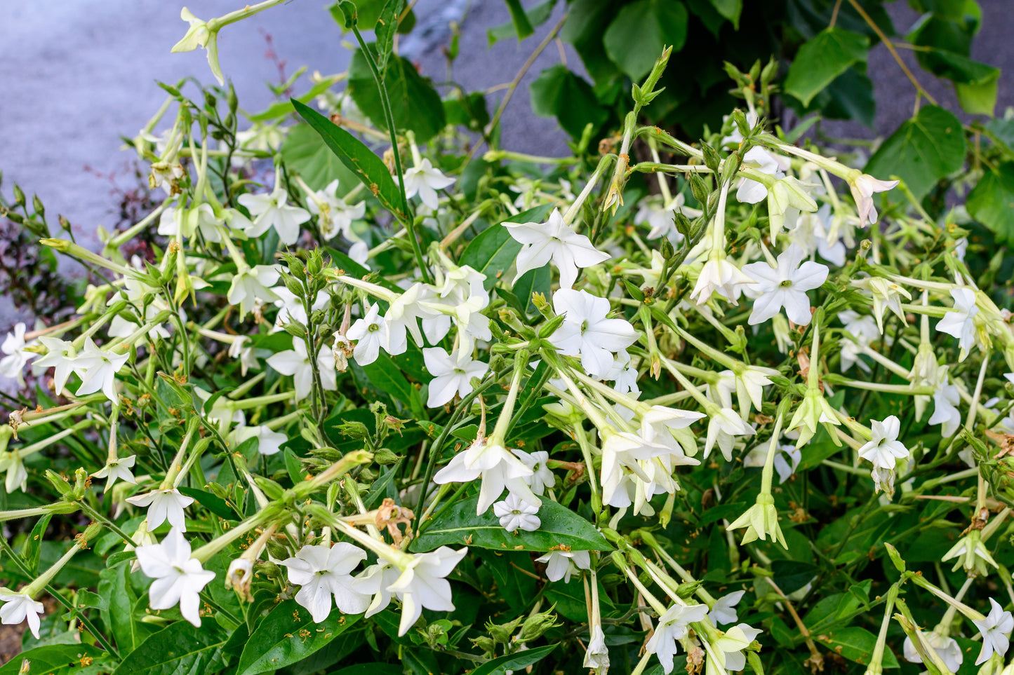 200 JASMINE AZTEC NICOTIANA (Ornamental Flowering Tobacco) Nicotiana Alata Flower Seeds