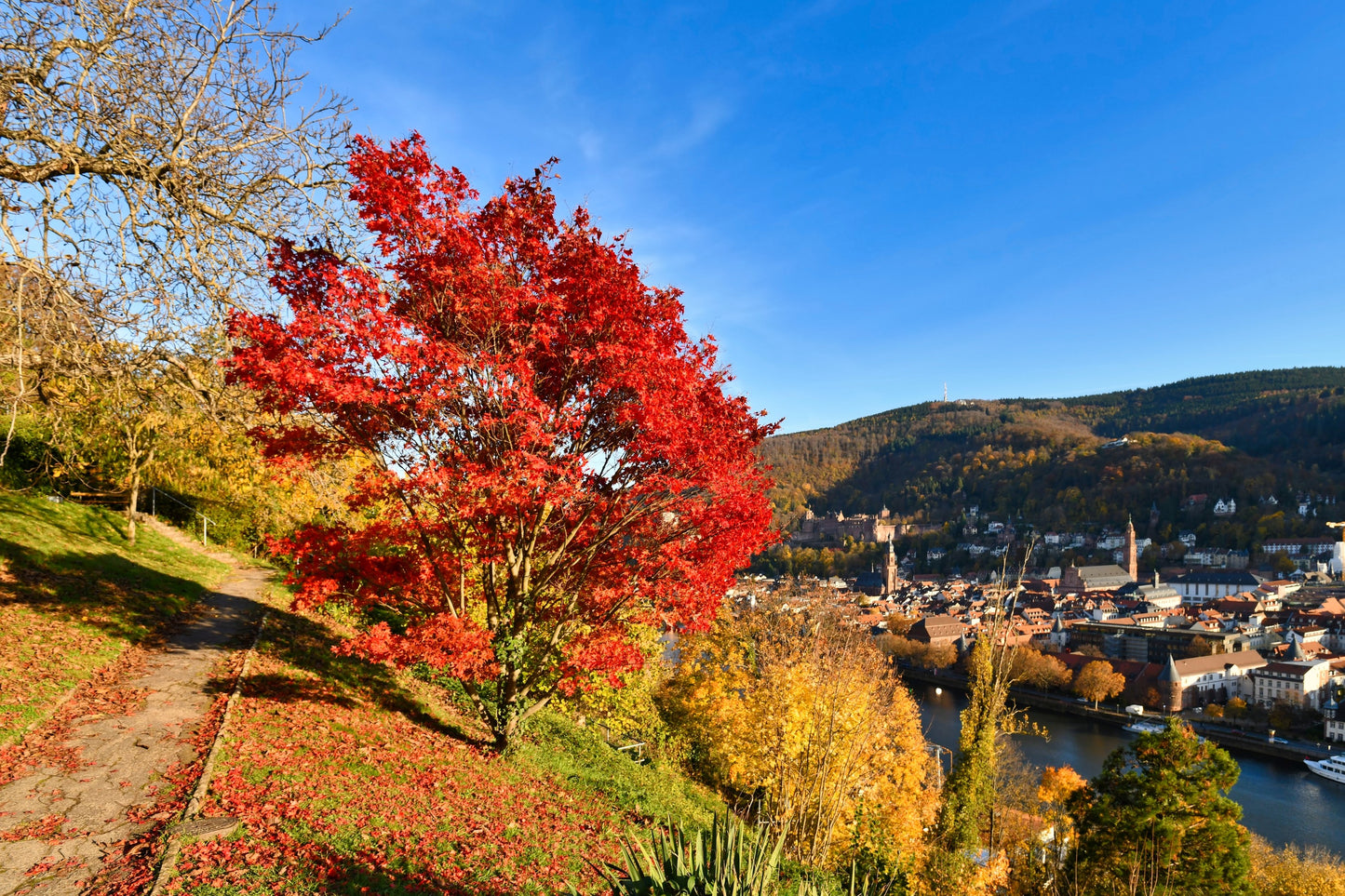 25 Scarlet CAROLINA RED MAPLE Tree Acer Rubrum Seeds