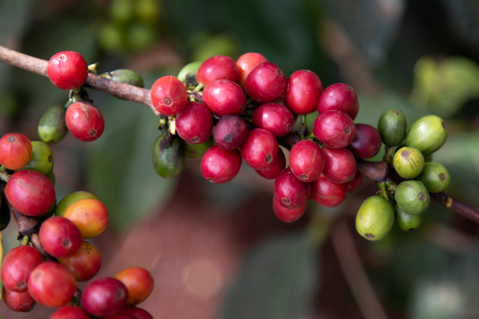 coffee bean seeds for planting 15 ARABICA COFFEE Tree Shrub Seeds