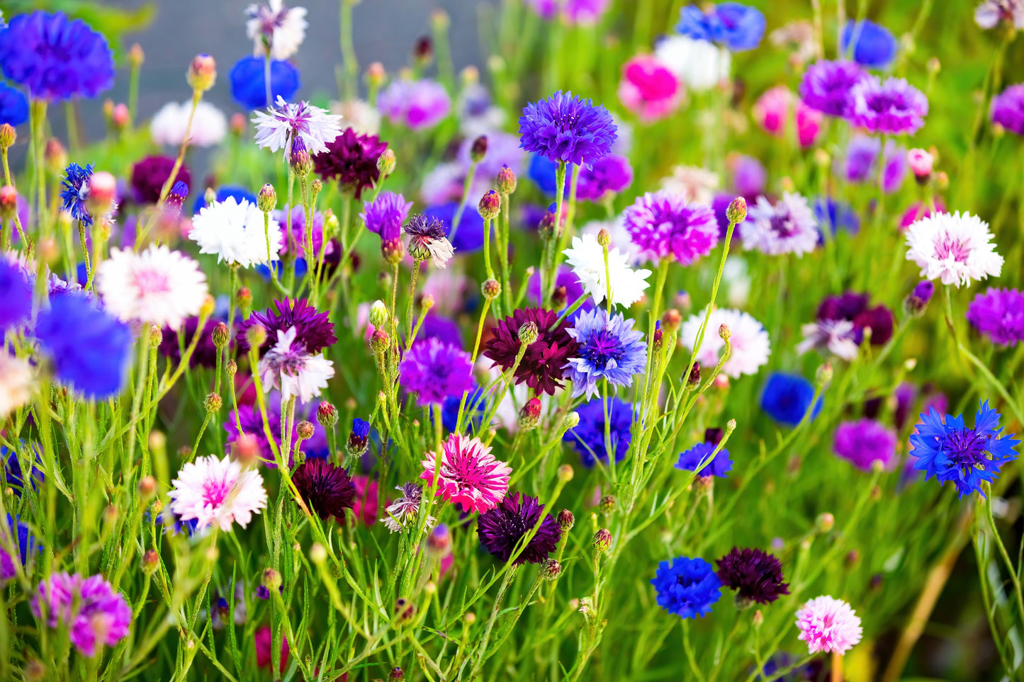 1000 Mixed BACHELORS BUTTON CORNFLOWER Centaurea Seeds