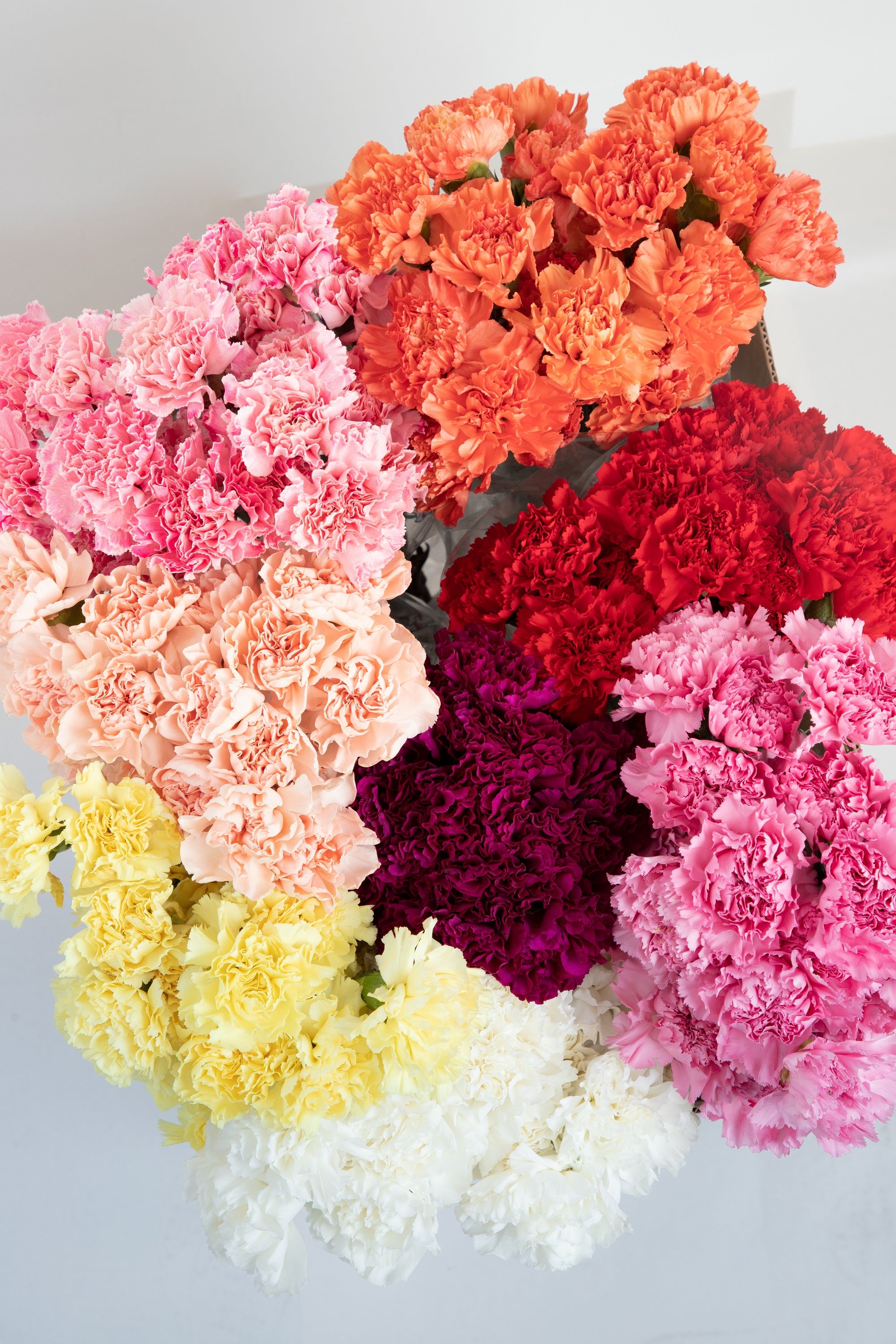 100 RAINBOW CARNATION Mix Mixed Colors Dianthus Caryophyllus