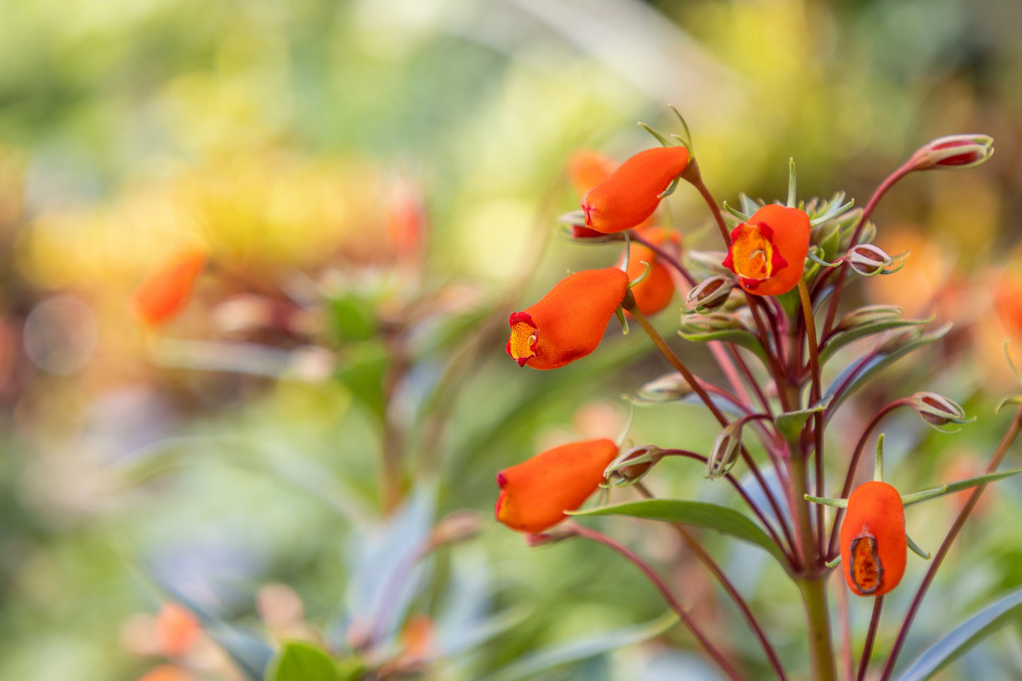 40 CHILEAN GLORY VINE Eccremocarpus Scaber Flower Seeds