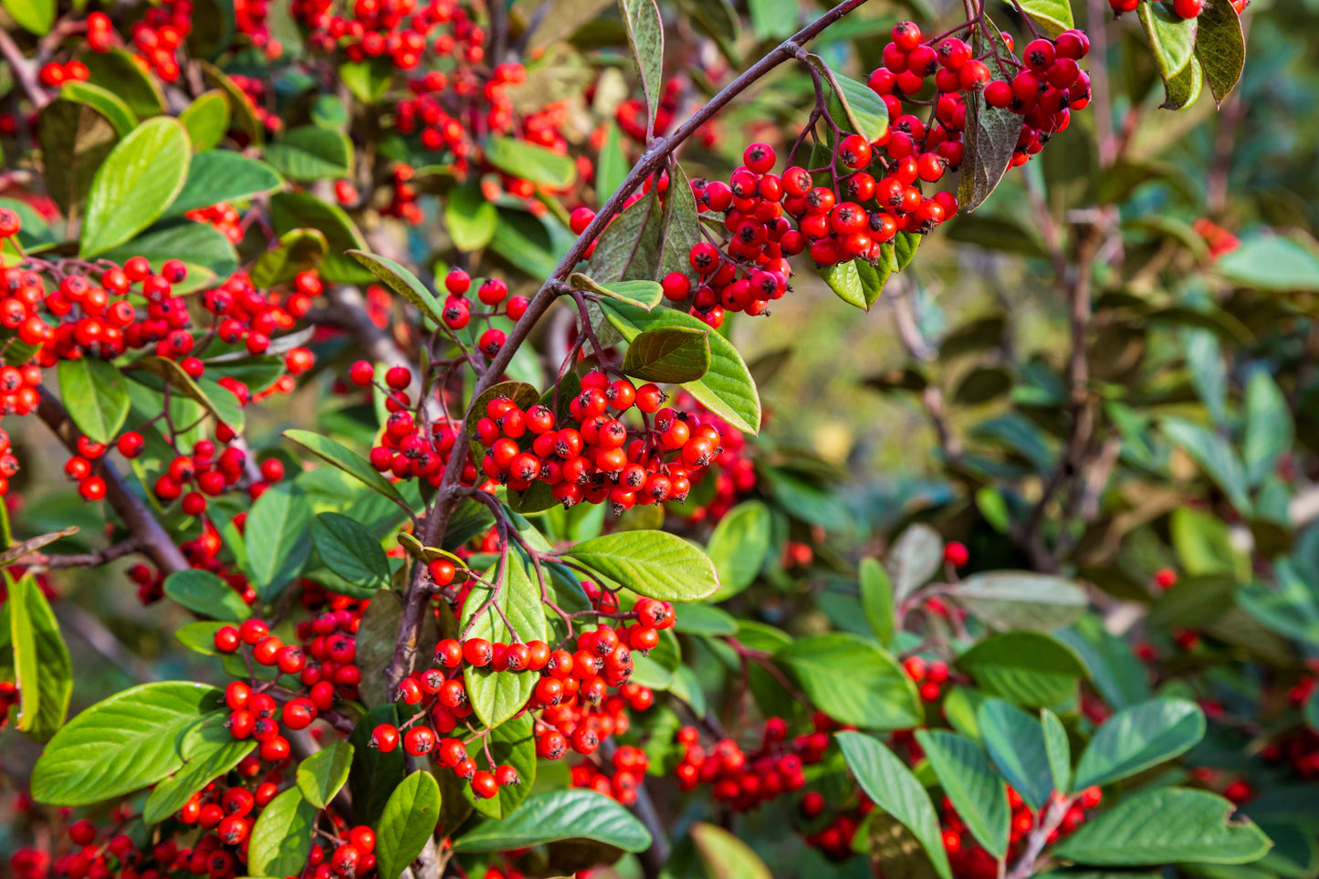 20 SILVER BUFFALOBERRY Shepherdia Argentea Red Fruit Native Bullberry Berry Shrub Seeds