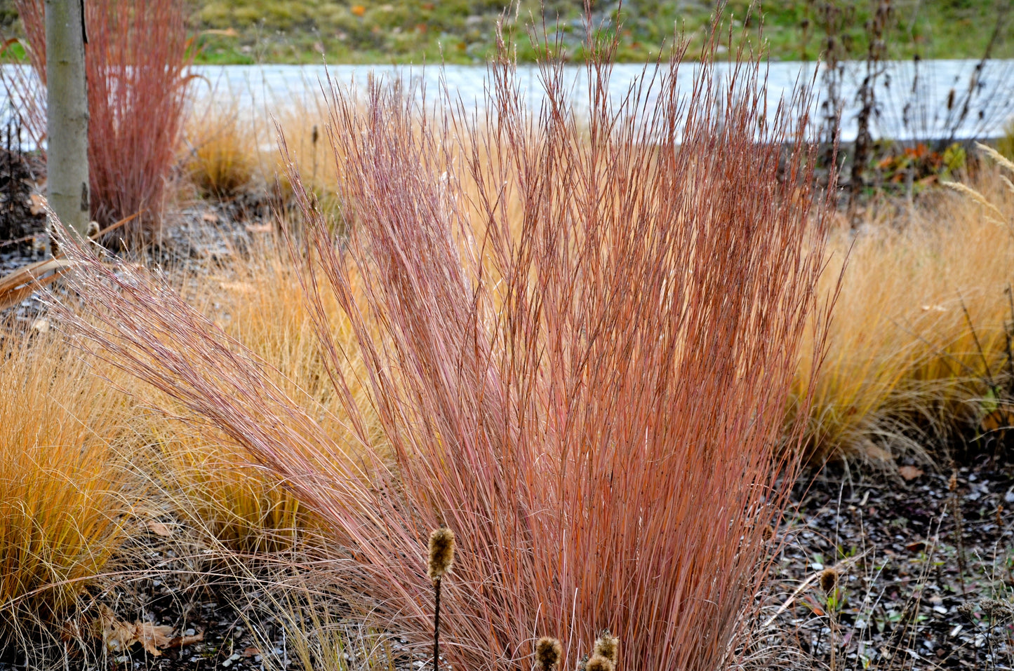 300 LITTLE BLUESTEM GRASS Schizachyrium Scoparius Seeds