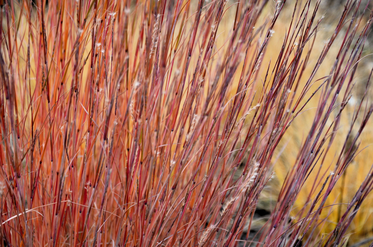 300 LITTLE BLUESTEM GRASS Schizachyrium Scoparius Seeds