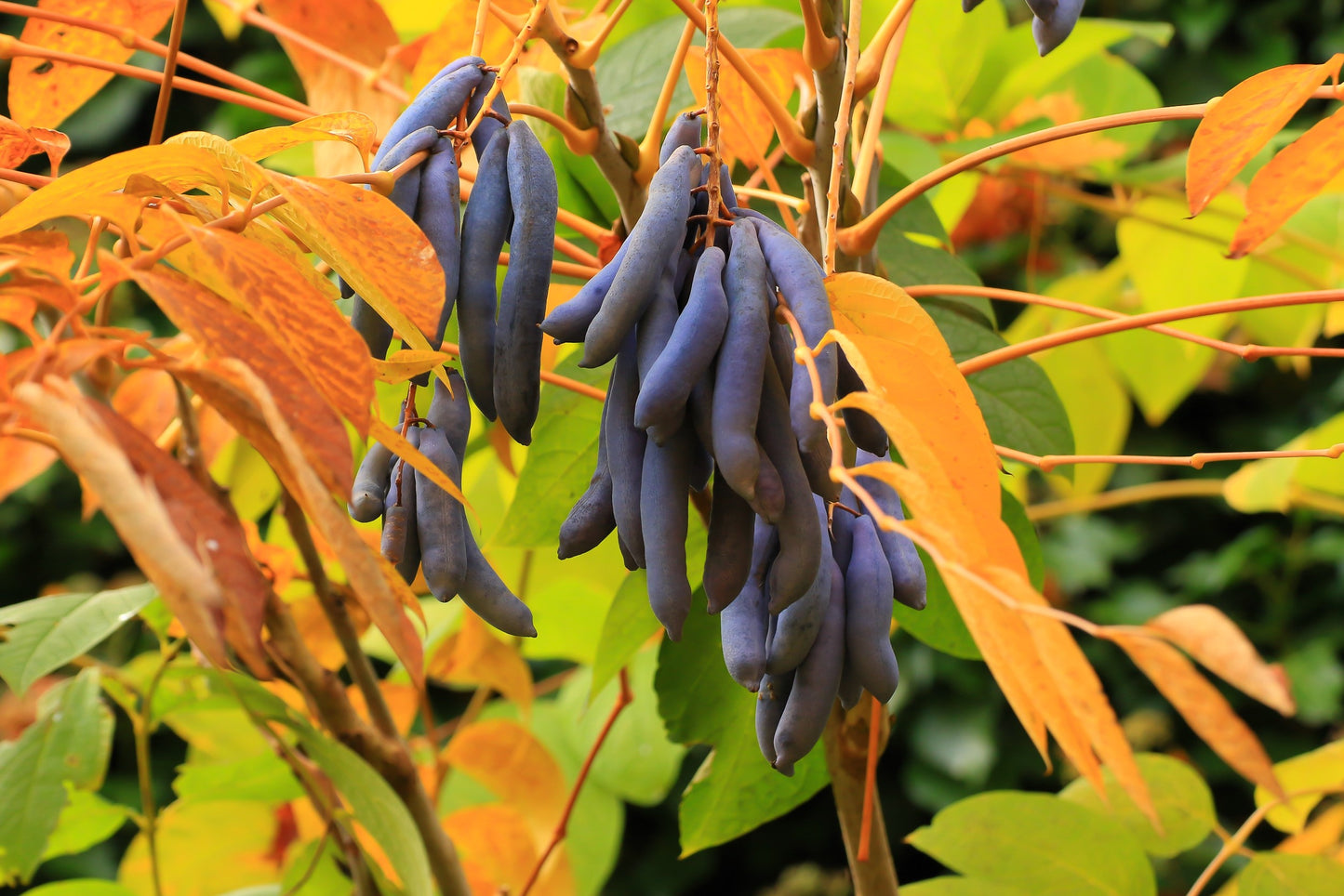 7 BLUE SAUSAGE FRUIT Edible & Ornamental Decaisnea Fargesii Tree Shrub Seeds