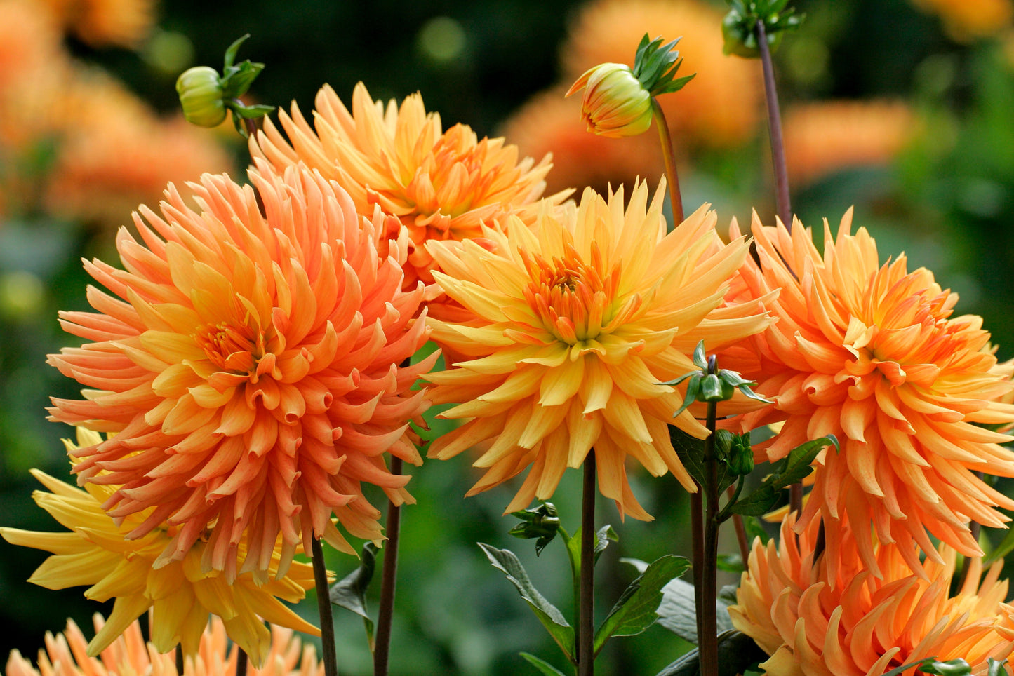 25 CACTUS DOUBLE DAHLIA Mix Variabilis Mixed Colors Hummingbird Flower Seeds