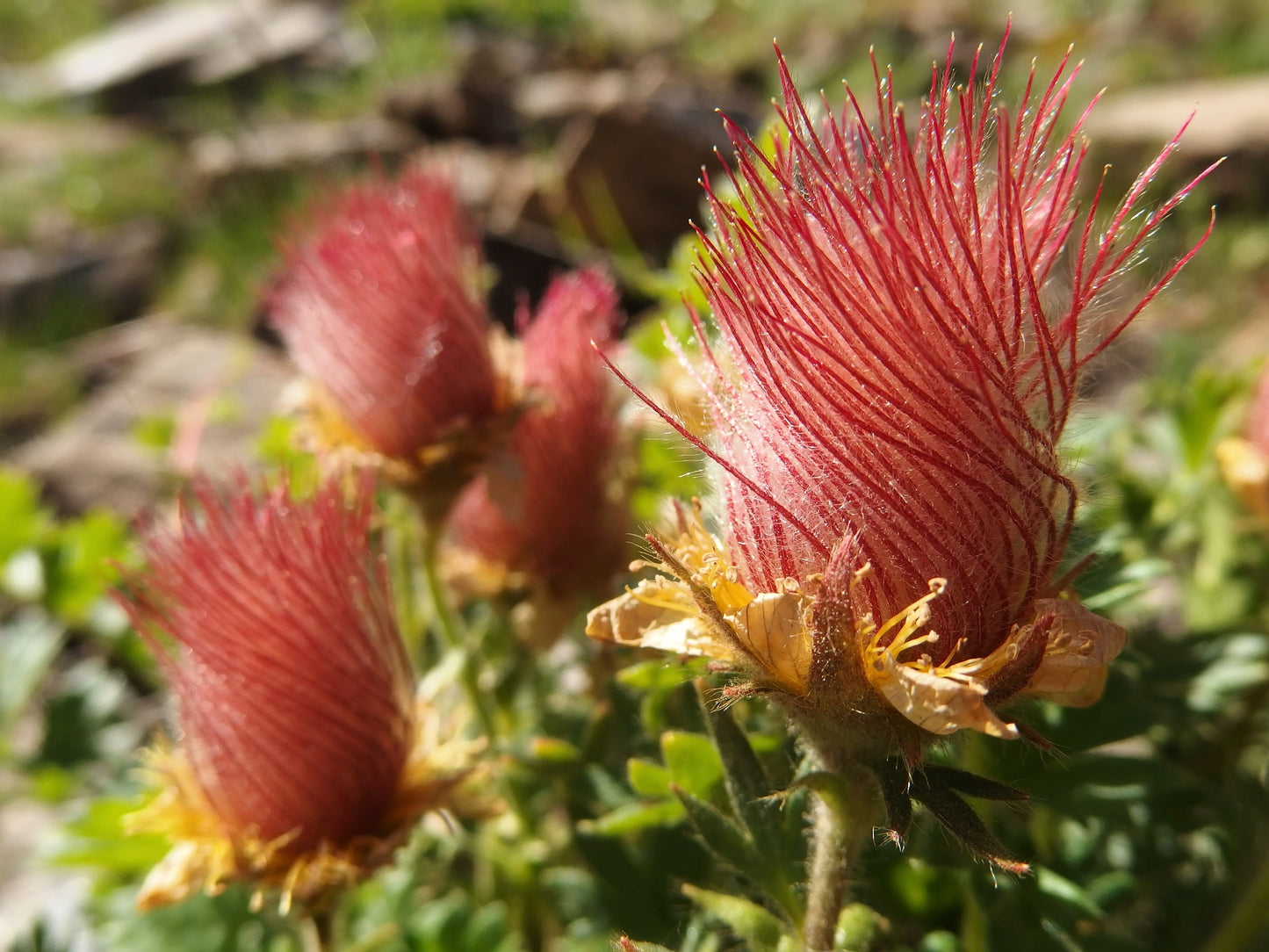 25 PRAIRIE SMOKE Geum Triflorum Purple Prairie Avens Pink Flower Seeds