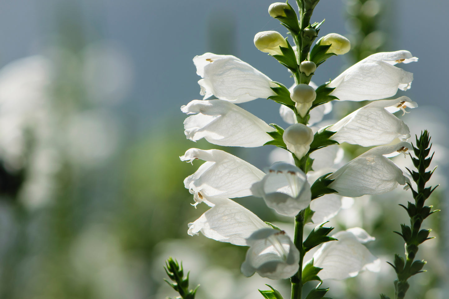 50 WHITE Showy OBEDIENT PLANT (False Dragon Head) Physostegia Virginiana Flower Seeds