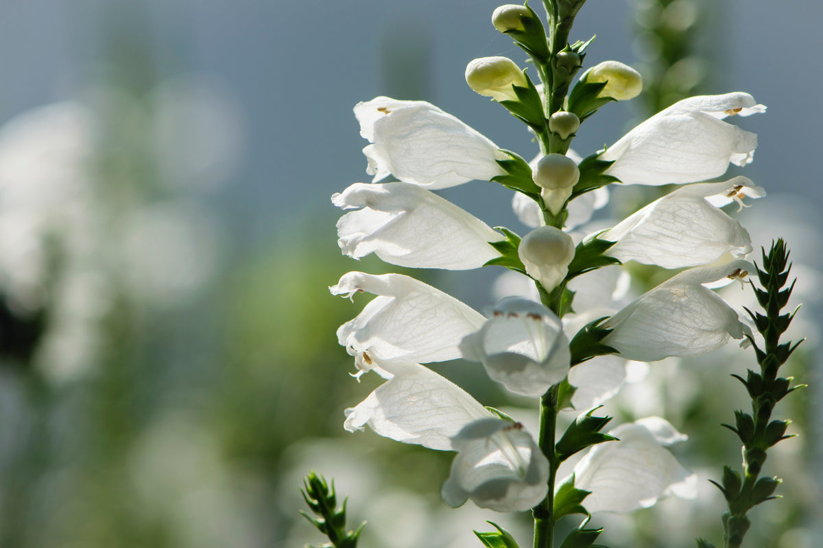 50 WHITE Showy OBEDIENT PLANT False Dragon Head Physostegia Virginiana Flower Seeds