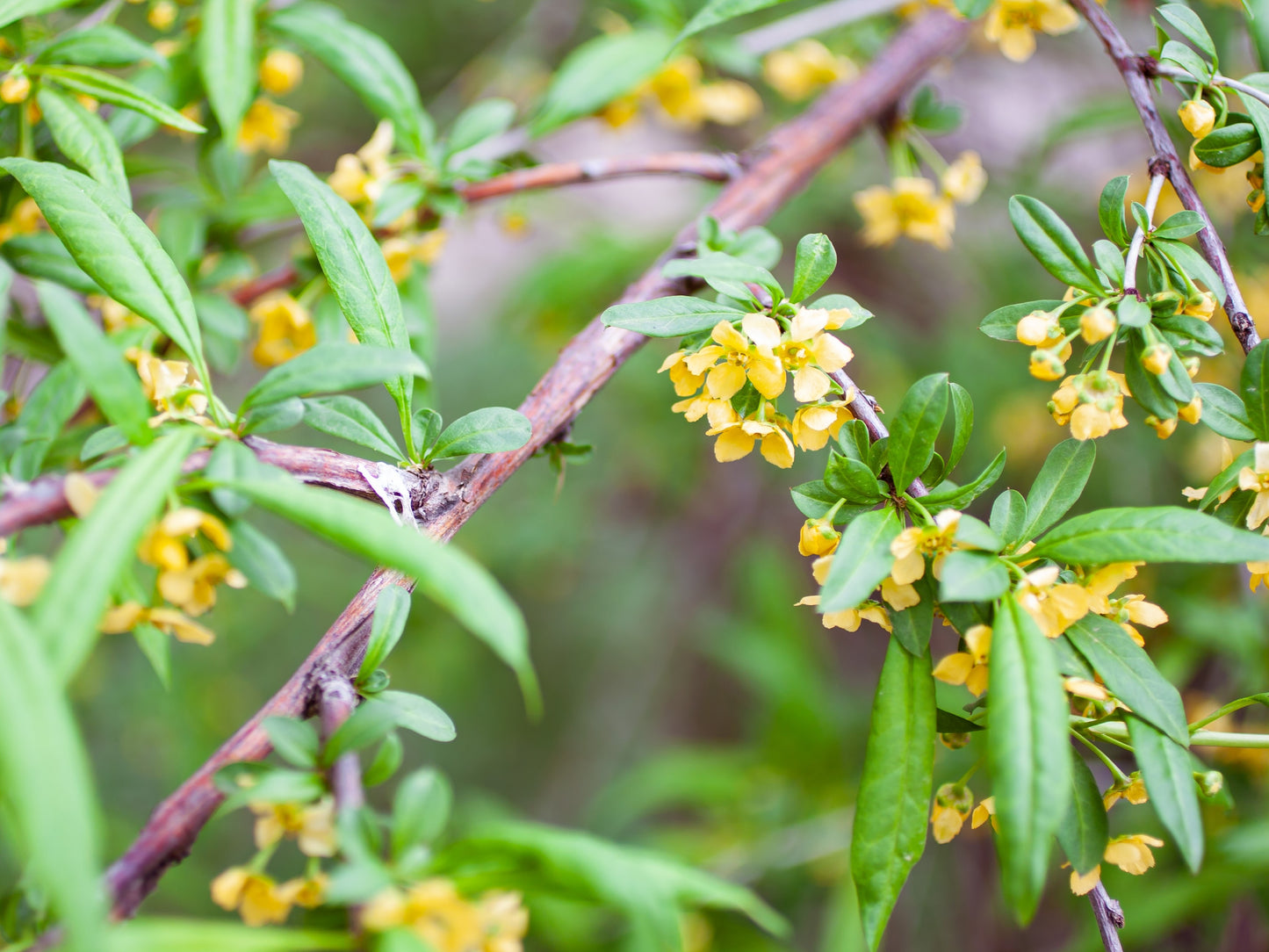 5 CHERRY PRINSEPIA Chinese Sinensis Edible Red Fruit Tree Shrub Flower Seeds