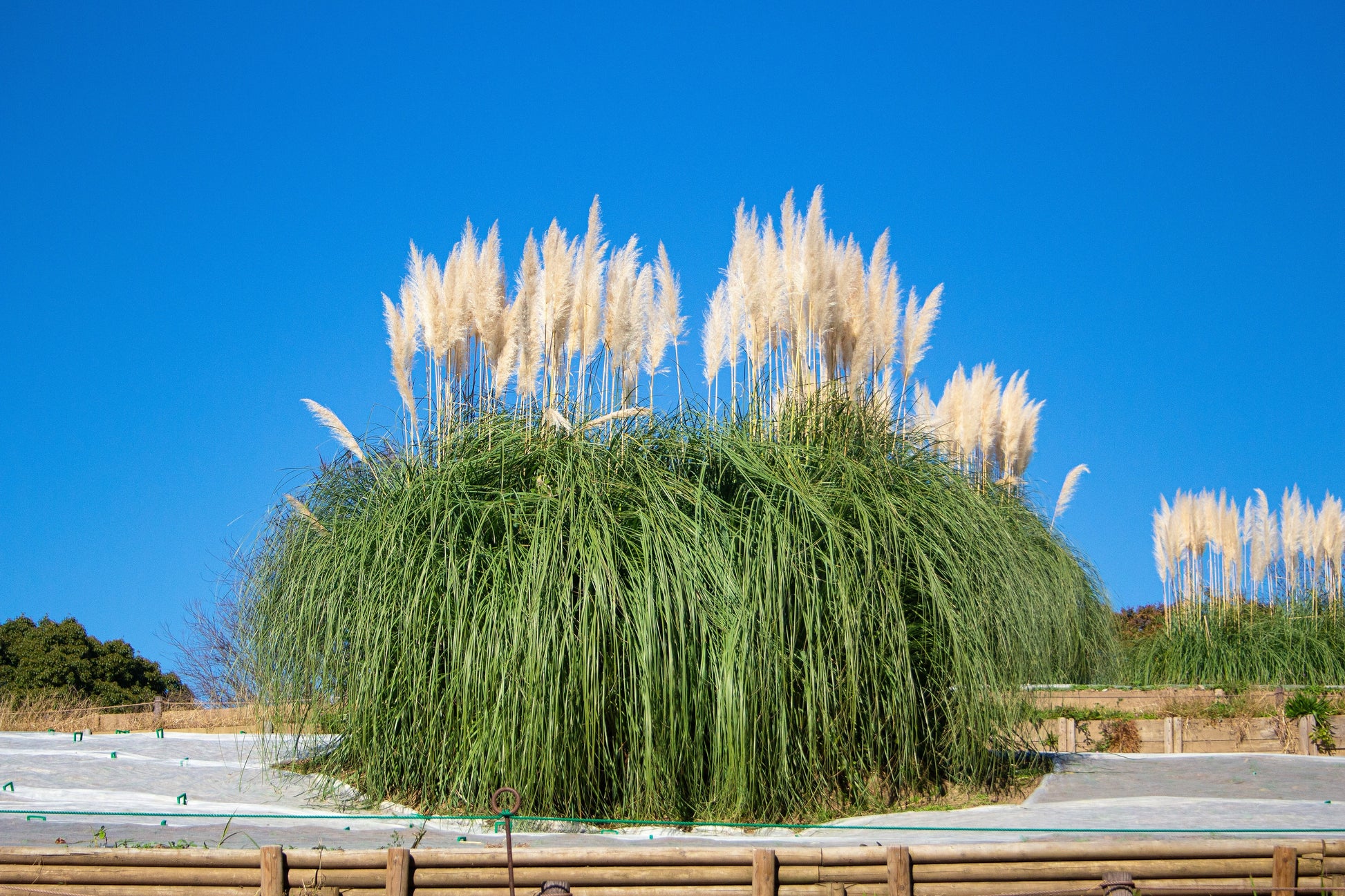 plant pampas grass seeds 200 WHITE PAMPAS GRASS Cortaderia Selloana Ornamental Flower Seeds