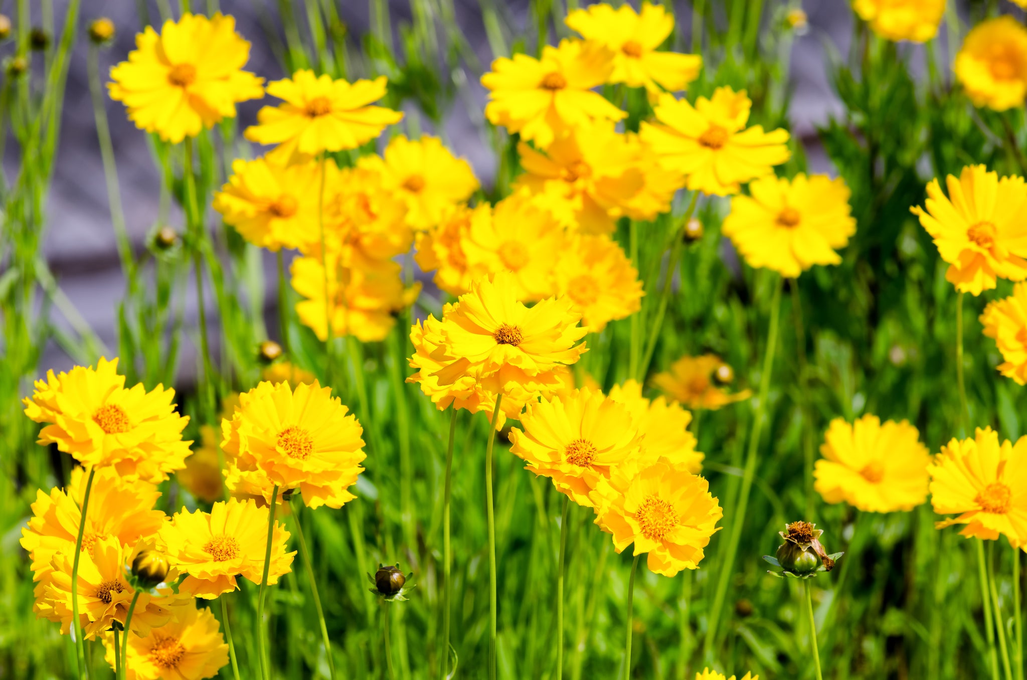 1000 YELLOW SAND COREOPSIS Lanceolata Lanceleaf Tickseed Flower Seeds ...