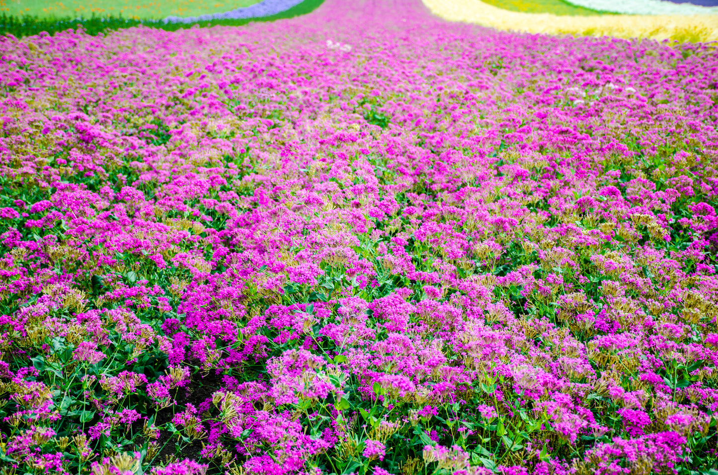 1000 TALL CATCHFLY (Campion / None So Pretty) Silene Armeria Pink Flower Seeds