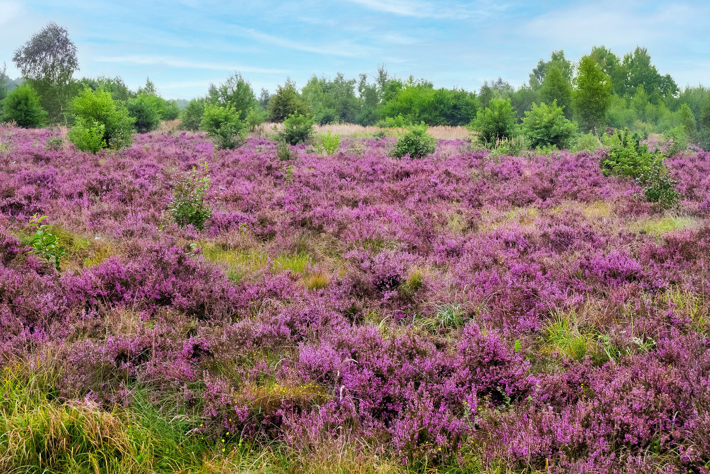 100 Scotch TRUE HEATHER Shrub Scot's Purple Pink Flower Calluna Vulgaris Seeds