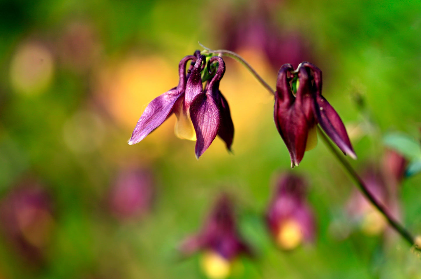 100 ORIENTAL COLUMBINE Plum & White Aquilegia Vulgaris Flower Seeds